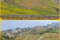 01-Les-vignes